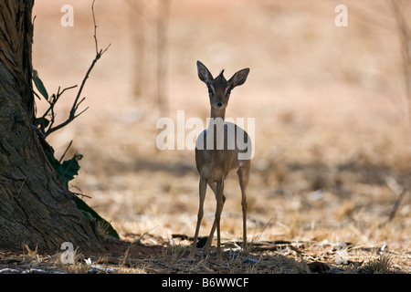 Africa, Kenya, Kajiado District, Ol Doinyo Orok. Falangi di Guerrieri Maasai con bandiere e bastoni durante una cerimonia Eunoto Foto Stock