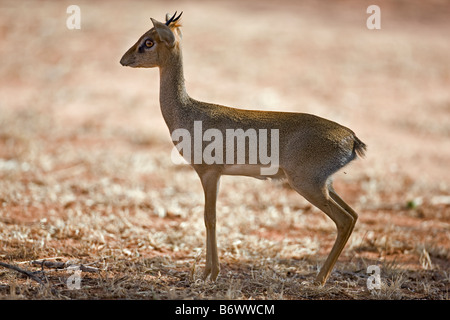 Kenya, Kajiado District, Ol Doinyo Orok. Un grande raduno di guerrieri Masai daub stessi con argilla durante una cerimonia Eunoto Foto Stock