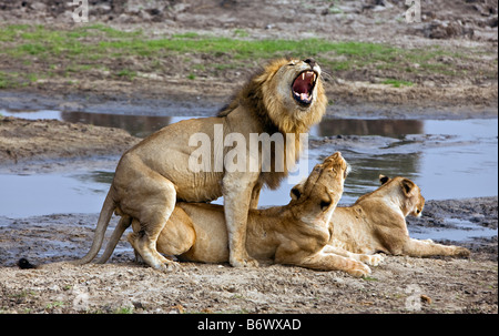 Tanzania, Katavi National Park. Un LION CUB mantiene un occhio vigile mentre si riposa vicino a sua madre. Foto Stock