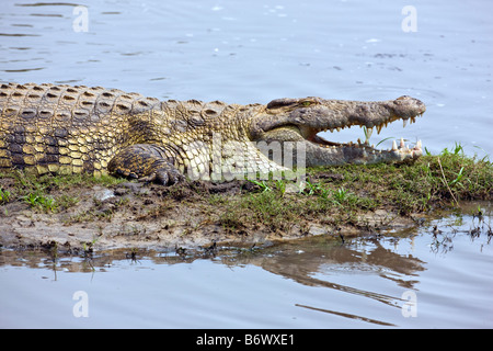 Tanzania, Katavi National Park. Tre grandi coccodrilli del Nilo nuotare nel fiume Katuma. Foto Stock