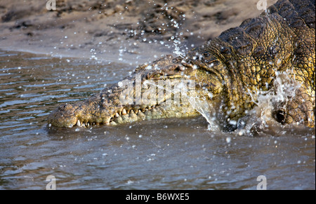 Tanzania, Katavi National Park. Un grande coccodrillo del Nilo si crogiola al sole sulle rive del fiume Katuma. Foto Stock