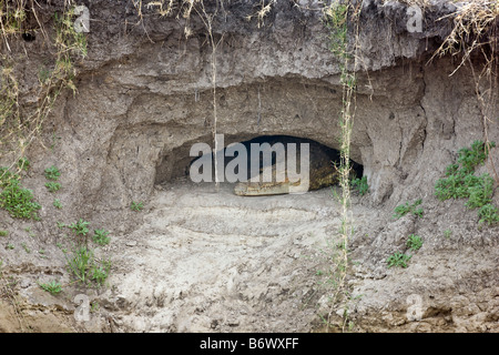 Tanzania, Katavi National Park. Un grande coccodrillo del Nilo si crogiola al sole sulle rive del fiume Katuma. Foto Stock