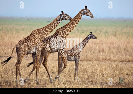 Tanzania, Katavi National Park. Un Masai giraffe sotto grandi alberi di acacia. Foto Stock