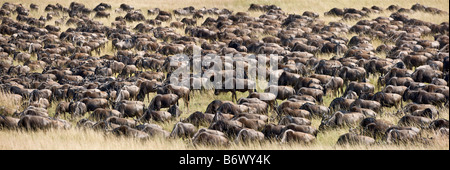 Kenya, Provincia Orientale, Meru. Un Chesnut Weaver Costruire il suo nido. Foto Stock