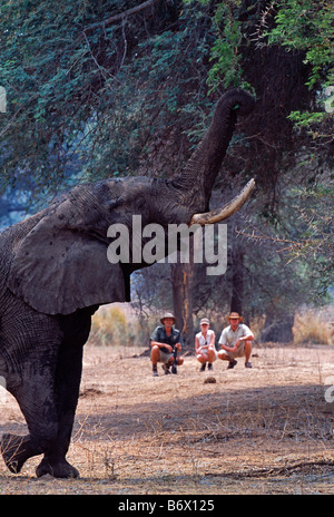 Zambia, Lower Zambezi National Park. Un safari a piedi guardare da una distanza di sicurezza come un elefante raggiunge fino ad alimentare sull'acacia. Foto Stock