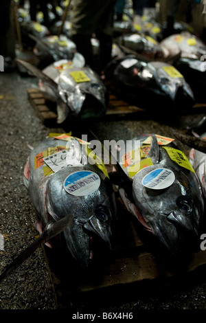 Asta di tonno al Tokyo Metropolitan Central Wholesale Market o il Mercato del Pesce di Tsukiji è il più grande mercato del pesce nel mondo Foto Stock