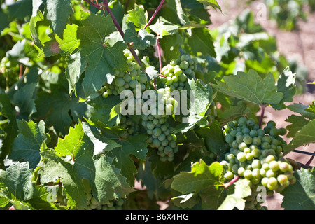 Grappoli di uva che crescono su un vitigno. Betania, Barossa Valley, Sud Australia Foto Stock