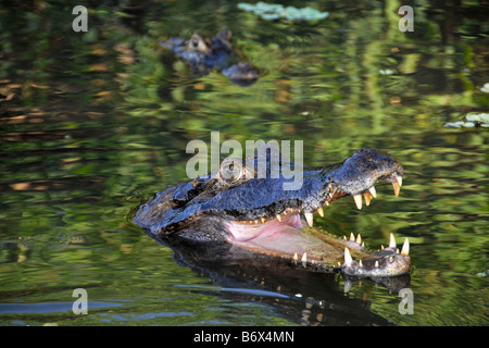 Pantanal caimans crocodilus Caimano yacare San Francisco Ranch Miranda Mato Grosso do Sul in Brasile Foto Stock