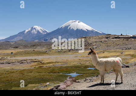 Lama, Lauca national park, Pomerade e vulcani Parinacota, Cile Foto Stock