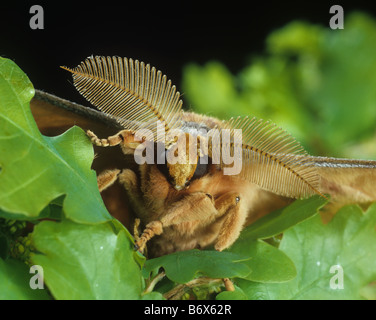Rovere cinese o baco da seta tussar moth Antheraea pernyi testa di una falena maschio che mostra le antenne di grandi dimensioni Foto Stock