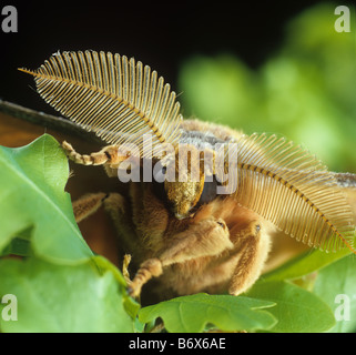Rovere cinese o baco da seta tussar moth Antheraea pernyi testa di una falena maschio che mostra le antenne di grandi dimensioni Foto Stock