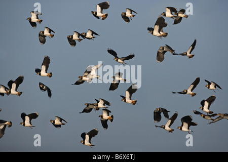 Lapwings Vanellus vanellus inverno gregge Foto Stock