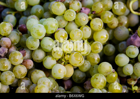 maturare del vino Foto Stock