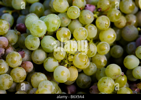 maturare del vino Foto Stock