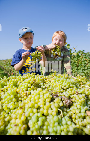 Bambini che giocano durante la vendemmia Foto Stock