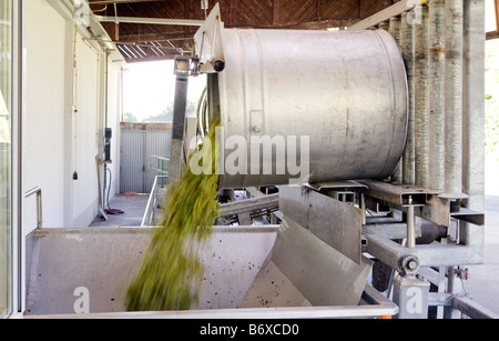 Vino in ricezione il viticoltore cooperativa Foto Stock