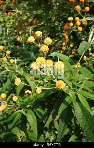 Buddleja (Buddleia) globosa in bloom ( sfera arancione Tree ) Foto Stock