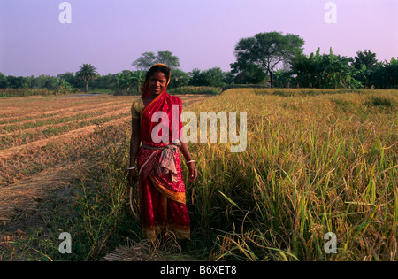 India, Bengala Occidentale, Sunderbans, raccolto di riso, donna Foto Stock