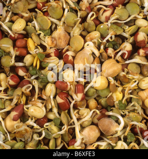 La germogliazione di semi di impulso lenticchia di ceci e fagioli Adzuki come venduto in un health food shop Foto Stock