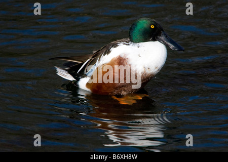 Northern mestolone anatra in stagno Foto Stock