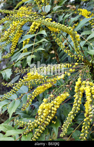 MAHONIA X MEDIA della carità nel dicembre Foto Stock