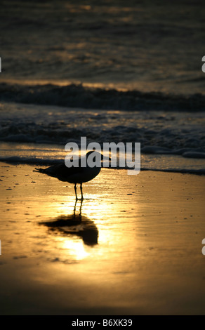 Lonely seagull sulla spiaggia prima del tramonto Foto Stock