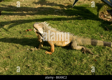 Grande verde Iguana, (Iguana iguana) profilo. Guayaquil Ecuador 73104 Orizzontale Ecuador Foto Stock