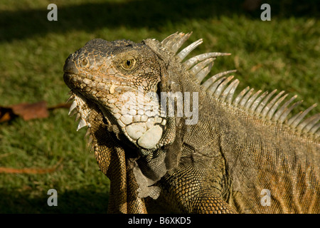 Grande verde Iguana, (Iguana iguana) profilo. Guayaquil Ecuador 73105 Orizzontale Ecuador Foto Stock