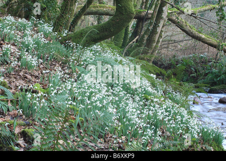SNOWDROPS IN THE AVILL VALLEY WEDDON CROSS EXMOOR AND NICKNAMED SNOWDROP VALLEY MID FEBRUARY Foto Stock