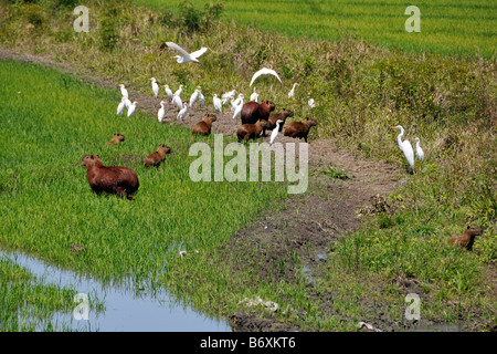 Gruppo di garzette e capybaras Egretta alba e Hydrochoerus hydrochaeris in un campo di riso Pantanal del Mato Grosso do Sul in Brasile Foto Stock