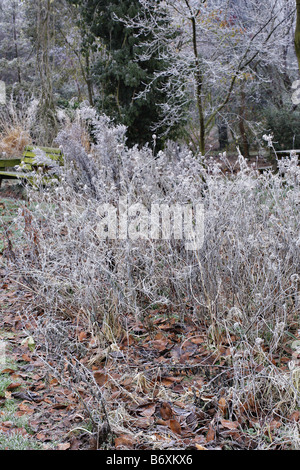 Trasformata per forte gradiente di brina sui Daucus carota e gli astri IN PRATO NATURALISTICO IMPIANTI A HOLBROOK GARDEN Foto Stock