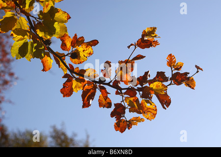 Foglie di autunno sul faggio Foto Stock