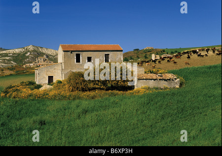 Casa abbandonata nei campi in primavera nei pressi di città di Centuripe Sicilia Italia Foto Stock