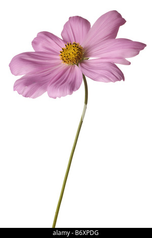 Rosa cosmo isolato su sfondo bianco con stelo Foto Stock