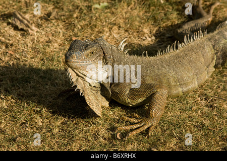 Grande verde Iguana, (Iguana iguana) profilo. Guayaquil Ecuador 73096 Orizzontale Ecuador Foto Stock