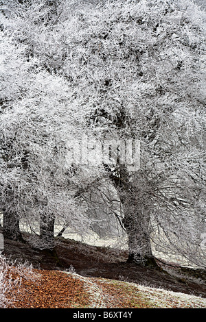 Albero coperto di brina trasformata per forte gradiente in inverno Wales UK Foto Stock