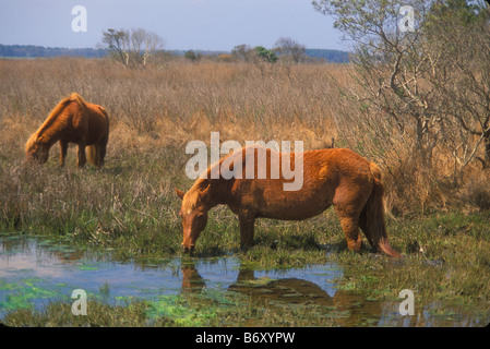 Il pascolo cavalli selvaggi, Assateague Island National Seashore, Maryland, Stati Uniti d'America Foto Stock