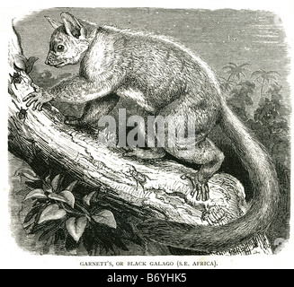 Il granato o nero galago Galagidae Galagonidae africa bushbabies nagapies notte poco scimmia primate notturno Foto Stock