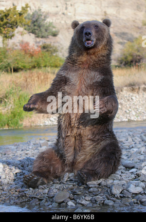 Orso grizzly, Ursus arctos, al lato di un fiume Foto Stock
