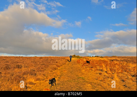 Cane a camminare su Ashdown Forest East Sussex Regno Unito Foto Stock