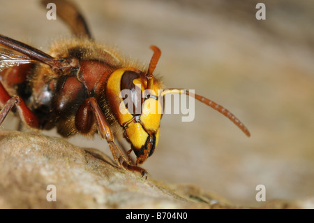 Unione Hornet Vespa crabro close up di testa e torace Oxfordshire UK Foto Stock