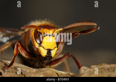 Unione Hornet Vespa crabro close up della testa Oxfordshire UK Foto Stock