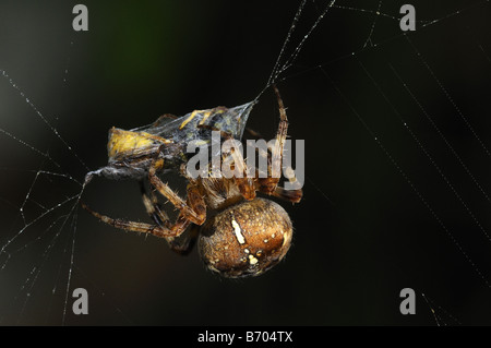 Giardino Orb Spider Araneus diadematus nel suo incarto web wasp preda fino in seta Oxfordshire UK Foto Stock
