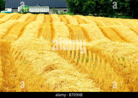 Campo di fattoria con giallo grano raccolto e agriturismo Foto Stock