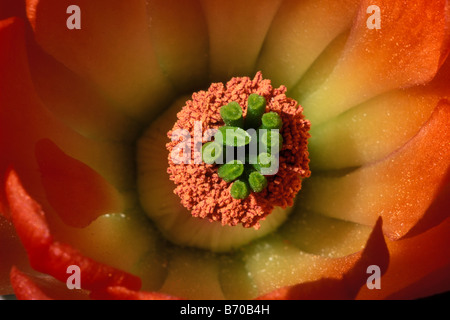 Flower pickly pear cactus Echinocereus triglochidiatus cactus claret cup cactus piante Nuovo Messico USA America Americhe deserto d Foto Stock