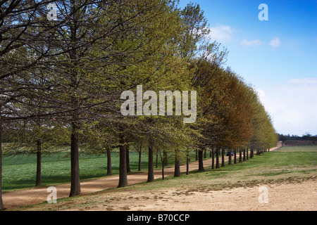 Il allee che conduce lontano da Shirley Plantation sul fiume James Charles City Virginia Foto Stock