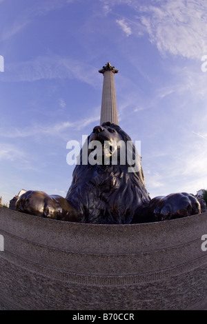 Nelson colonna di Trafalgar Square a Londra, Inghilterra Foto Stock