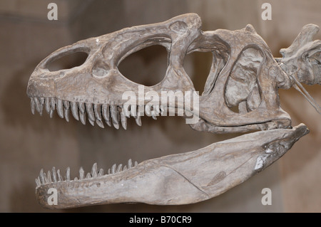 Cranio di un Allosaurus un dinosauro carnivoro Foto Stock