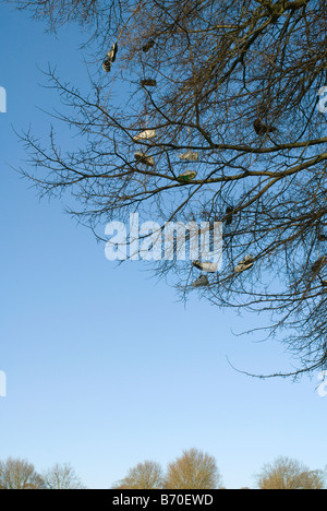 Un albero addobba con sneakers accanto a un parco skate in Brighton Foto Stock