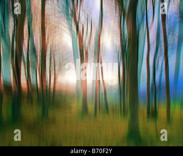 ARTE FOTOGRAFICA ICM: Magic Woods Foto Stock